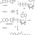 Merck Adenosine 5′-triphosphate (ATP) assay mix dilution buffer