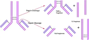 Merck Pepsin from porcine gastric mucosa