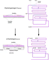 Merck α-Chymotrypsin from bovine pancreas