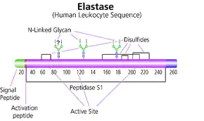 Merck Elastase from human leukocytes