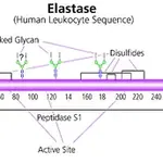 Merck Elastase from human leukocytes