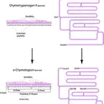 Merck α-Chymotrypsin from bovine pancreas