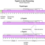 Merck Trypsin from bovine pancreas