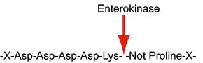 Merck Enterokinase from bovine intestine