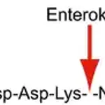 Merck Enterokinase from bovine intestine