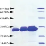 Merck Proteinase 3 from human neutrophils