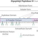 Merck Dipeptidyl Peptidase IV human