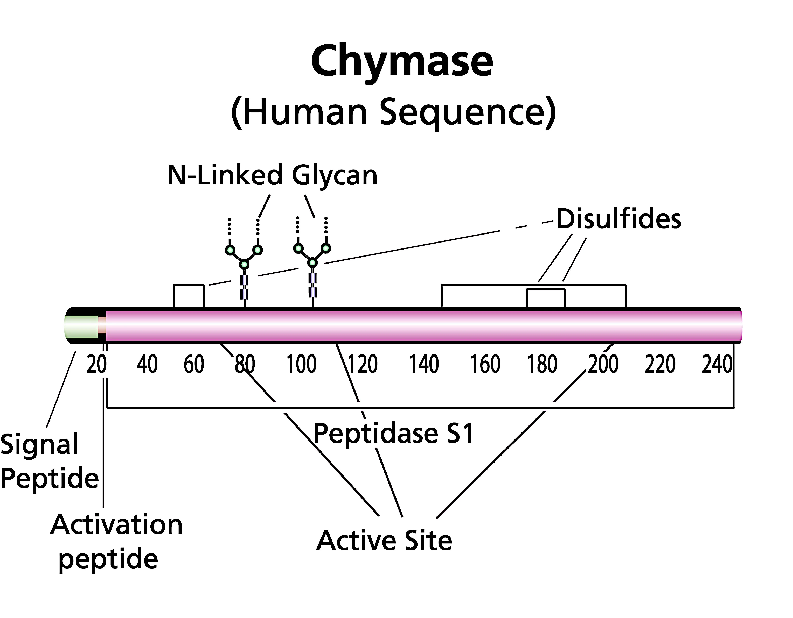 Merck Chymase human