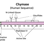 Merck Chymase human