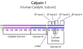 Merck Calpain 1 human