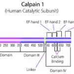 Merck Calpain 1 human
