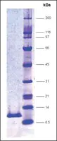 Merck HIV Protease, His tagged,recombinant from HIV-1
