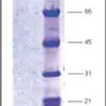 Merck HIV Protease, His tagged,recombinant from HIV-1