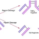 Merck Pepsin from porcine gastric mucosa