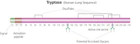 Merck Tryptase from human lung