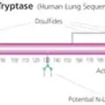 Merck Tryptase from human lung
