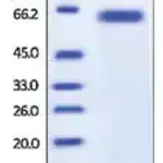 Merck Furin human