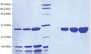 Merck Chymotrypsin from human pancreas