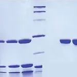 Merck Chymotrypsin from human pancreas