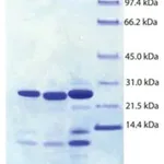 Merck Trypsin Pancreas from human pancreas