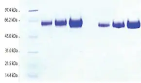 Merck Kininogen,LMW from human plasma