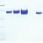 Merck Kininogen,LMW from human plasma