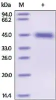 Merck Kallikrein-1 human