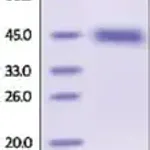 Merck Kallikrein-1 human