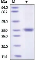 Merck Kallikrein-3 human