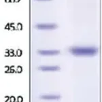 Merck Kallikrein-3 human