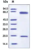 Merck PCSK9 murine