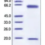 Merck PCSK9 murine
