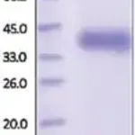 Merck Kallikrein-11 human