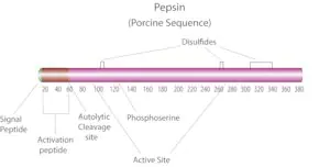 Merck Pepsin from porcine gastric mucosa