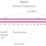 Merck Pepsin from porcine gastric mucosa