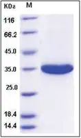 Merck Kallikrein-3 human