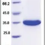 Merck Kallikrein-3 human
