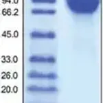 Merck DPPIV/CD26(untagged) human