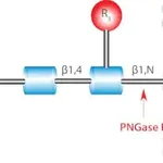 Merck PNGase F from Elizabethkingia miricola