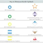 Merck O-Glycosidase from Streptococcus pneumoniae