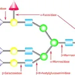 Merck β-Mannosidase from Helix pomatia