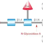 Merck Glycopeptidase A from almonds