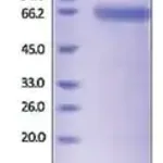 Merck SPAM1 human
