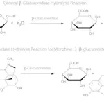 Merck β-Glucuronidase from Escherichia coli