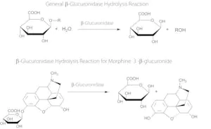 Merck β-Glucuronidase from Helix pomatia