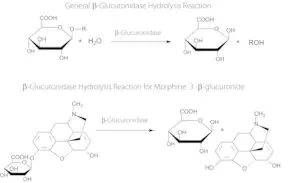 Merck β-Glucuronidase from Helix aspersa (garden snail)