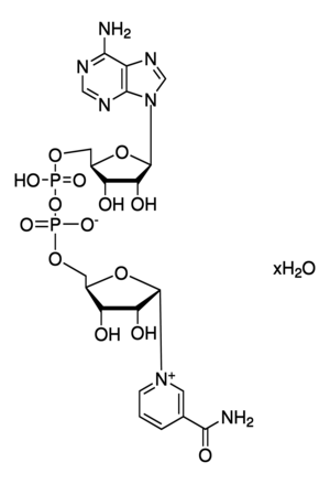 Merck β-Nicotinamide adenine dinucleotide hydrate