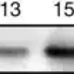 Merck Anti-phospho-Histone H2A.X (Ser139) Antibody, clone JBW301