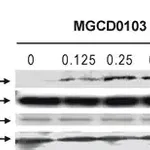 Merck Anti-Acetylated Tubulin antibody, Mouse monoclonal