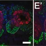 Merck Anti-Sox9 Antibody